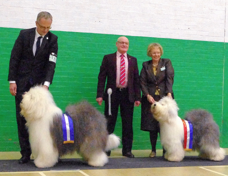 Championship show NEOES Club (North East Old English Sheepdog club), Seaham, UK, 9.2.2014, Najlepší pes – CC, BOS