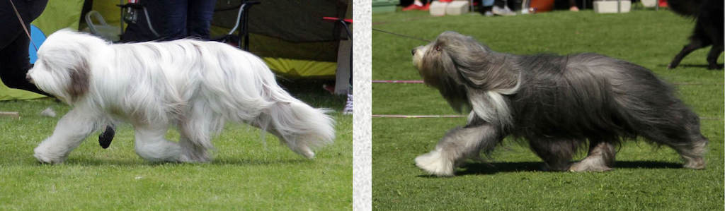 Collors in Bearded collie